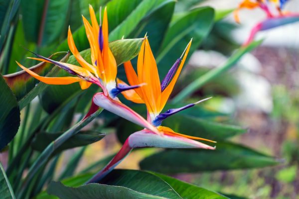 What is the best fertilizer for bird of paradise?