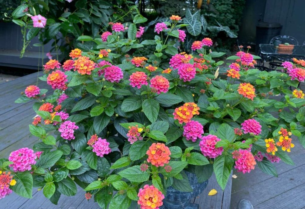 What plants pair well with lantana?