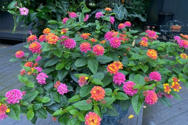 What plants pair well with lantana?