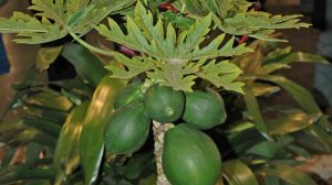 Papaya Tree